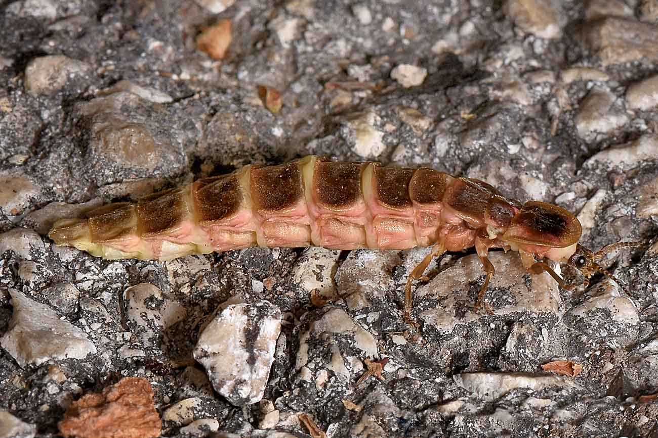 Lampyridae:  Lampyris sp.,  femmina?  S, Lampyris fuscata